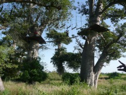 Accrobaobab (Sngal)