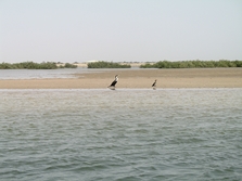 le Sine Saloum par Ker Tukki (Sngal)