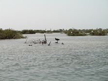 le Sine Saloum par Ker Tukki (Sngal)