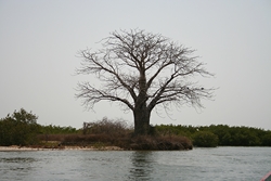 le Sine Saloum par Ker Tukki (Sngal)