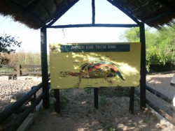 Le village des tortues de Noflaye (Sngal)