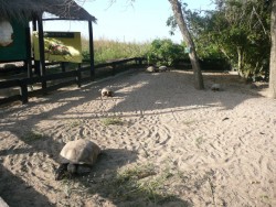 Le village des tortues de Noflaye (Sngal)