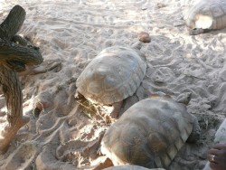 Le village des tortues de Noflaye (Sngal)