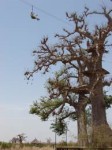Acrobaobab, acrobranche dans les baobabs (Sénégal)