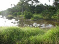 rizires entre Ziguinchor et Cap Skirring