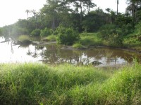 rizires entre Ziguinchor et Cap Skirring