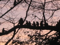 singes dans le parc de Niokolo Koba