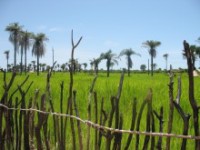palmier et verdure en Casamance